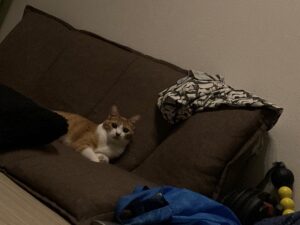 ソファでくつろぐ猫の画像です。