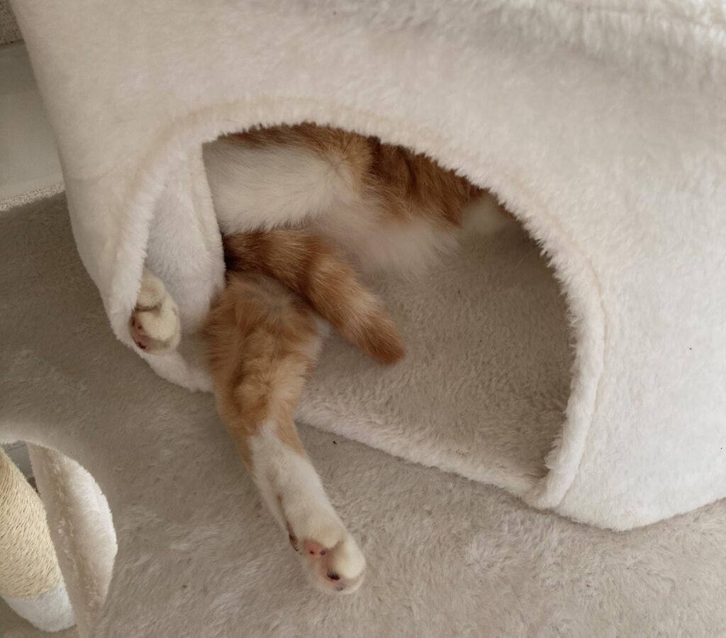 キャットタワーの小部屋で寝る猫の画像です。