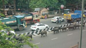 インドの道路で牛が歩いている画像です。