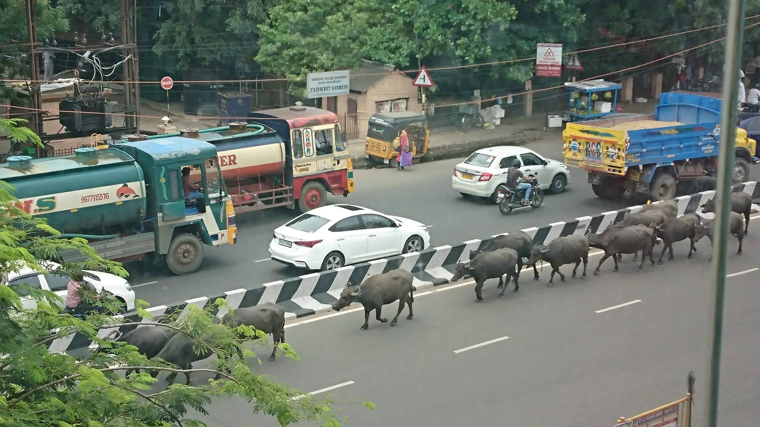 インドの道路で牛が歩いている画像です。