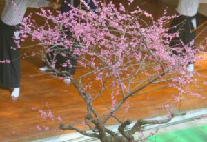桜を通してみる弓道です。
